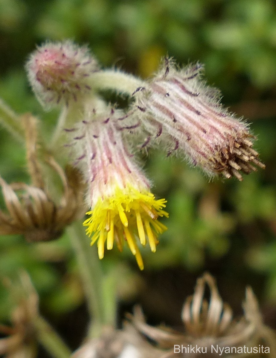 Blumea hieraciifolia var. flexuosa (C.B.Clarke) Randeria
